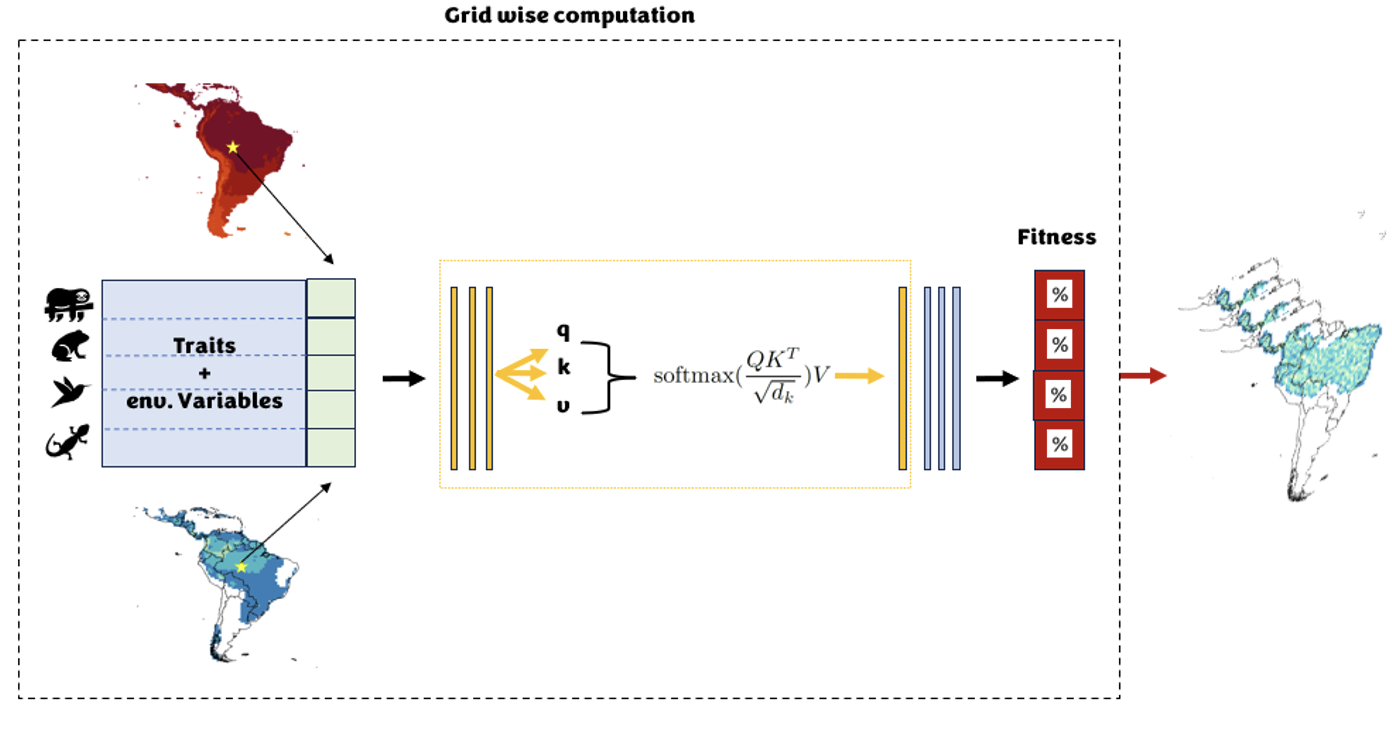 Example of model schematic showing a deep learning model relating (community-) traits and environmental conditions in a grid to the fitness of trait combinations to grid biotic and abiotic conditions using an architecture based on the attention mechanism and multilayer perceptrons. Gridwise results can be extrapolated spatially.