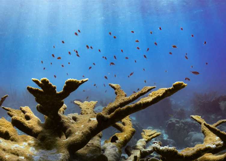 Enlarged view: Coral reef