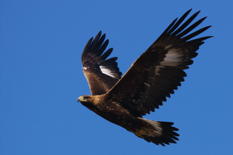 Enlarged view: Golden Eagle