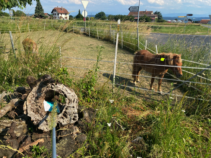 Enlarged view: Swaping of tree stump surface for eDNA