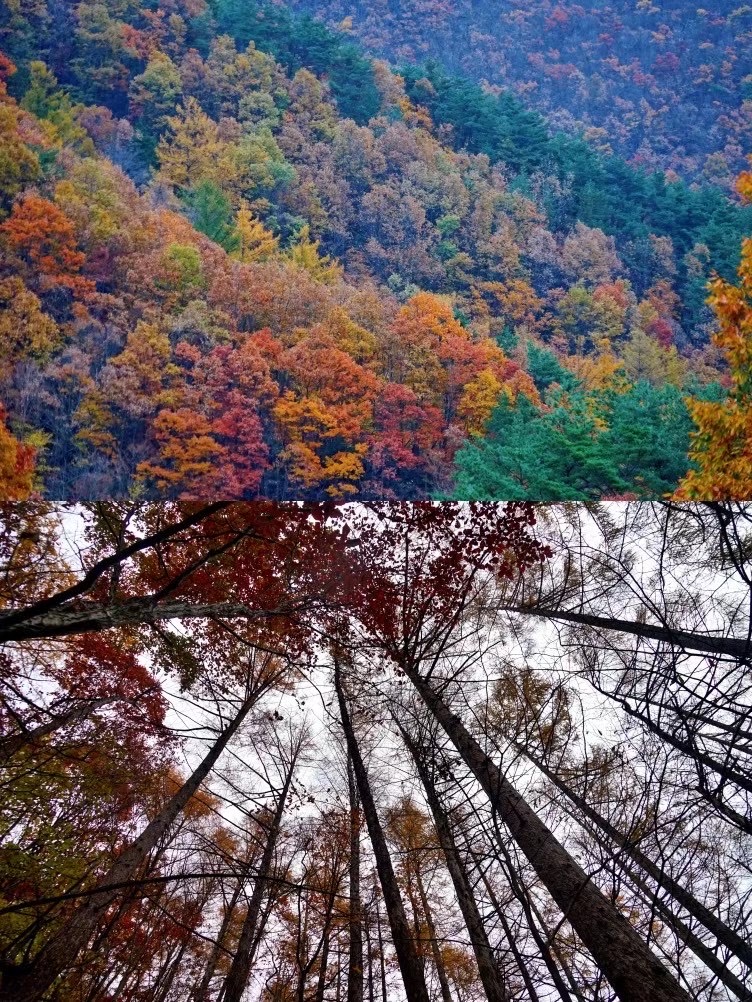 Enlarged view: forest_korea