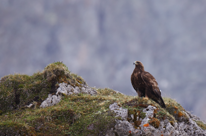 Enlarged view: Golden eagle