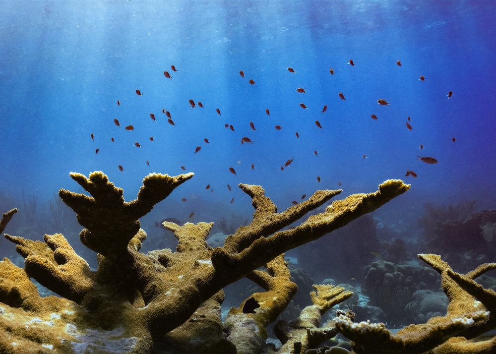 Enlarged view: coral reef