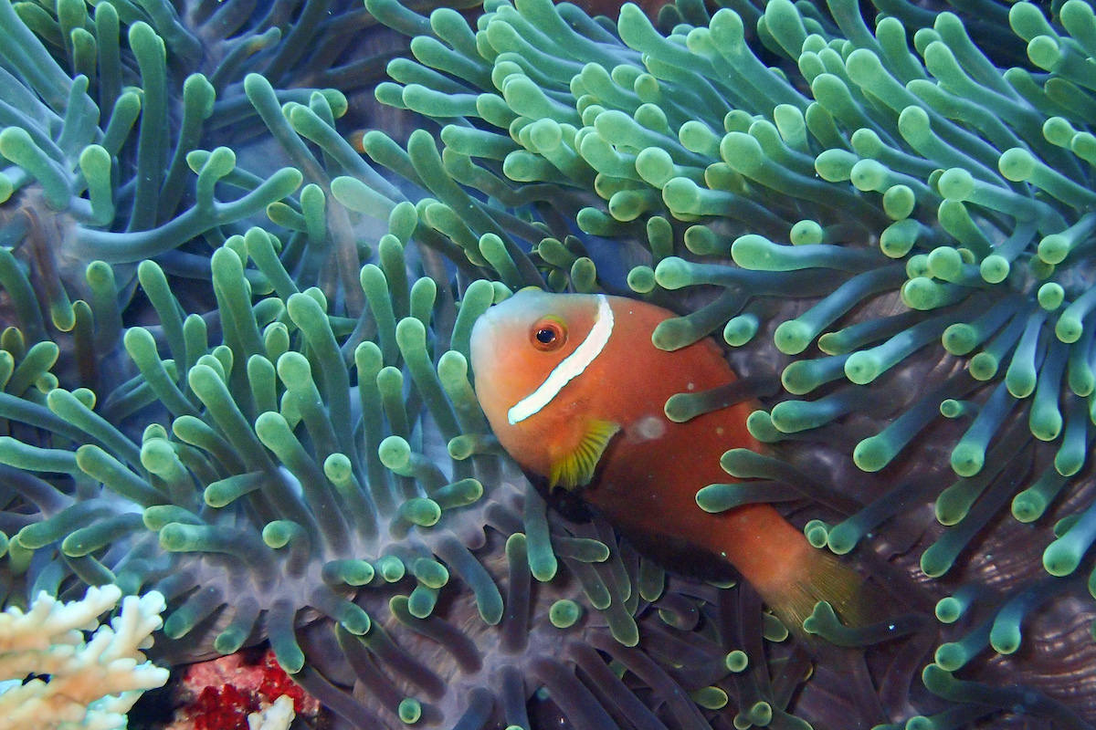 Coral reef fish