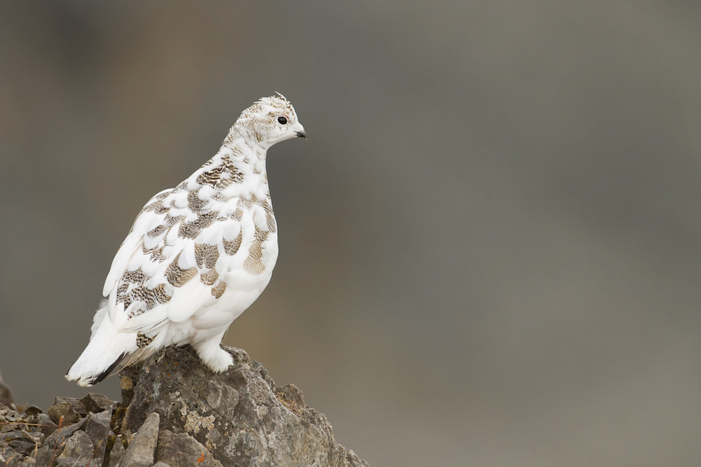 Enlarged view: ptarmigan_autumn