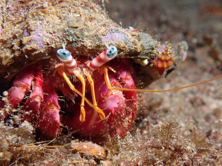 Hermit Crab