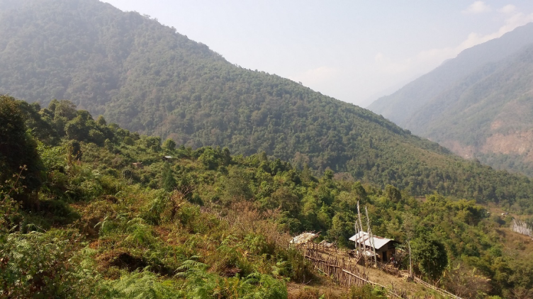 forest-bhutan