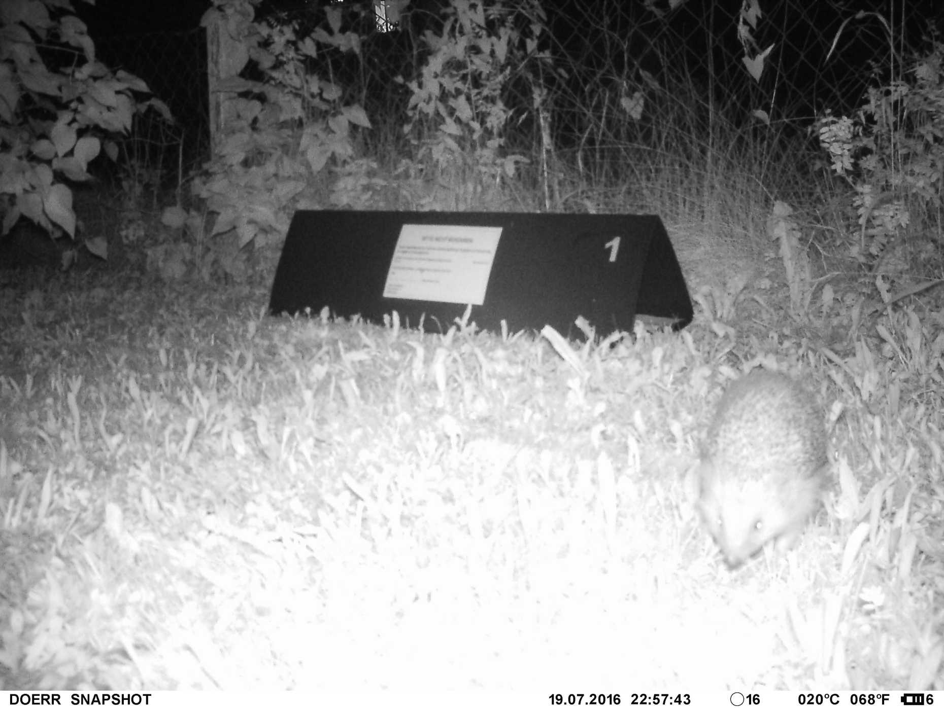 Enlarged view: Hedgehog in front of footprint tunnel