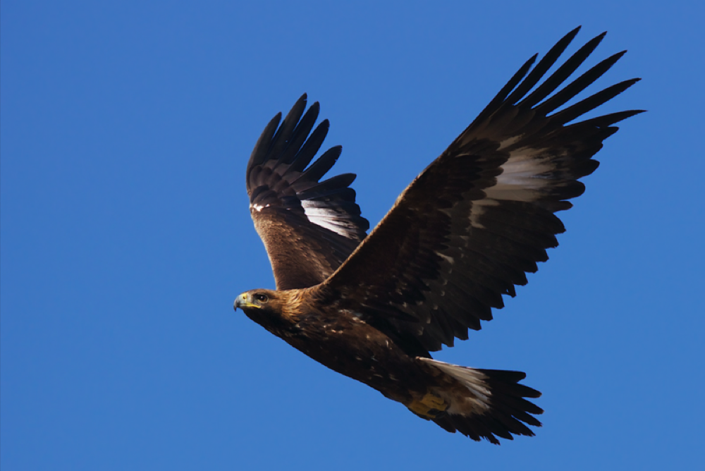 Enlarged view: Golden eagle
