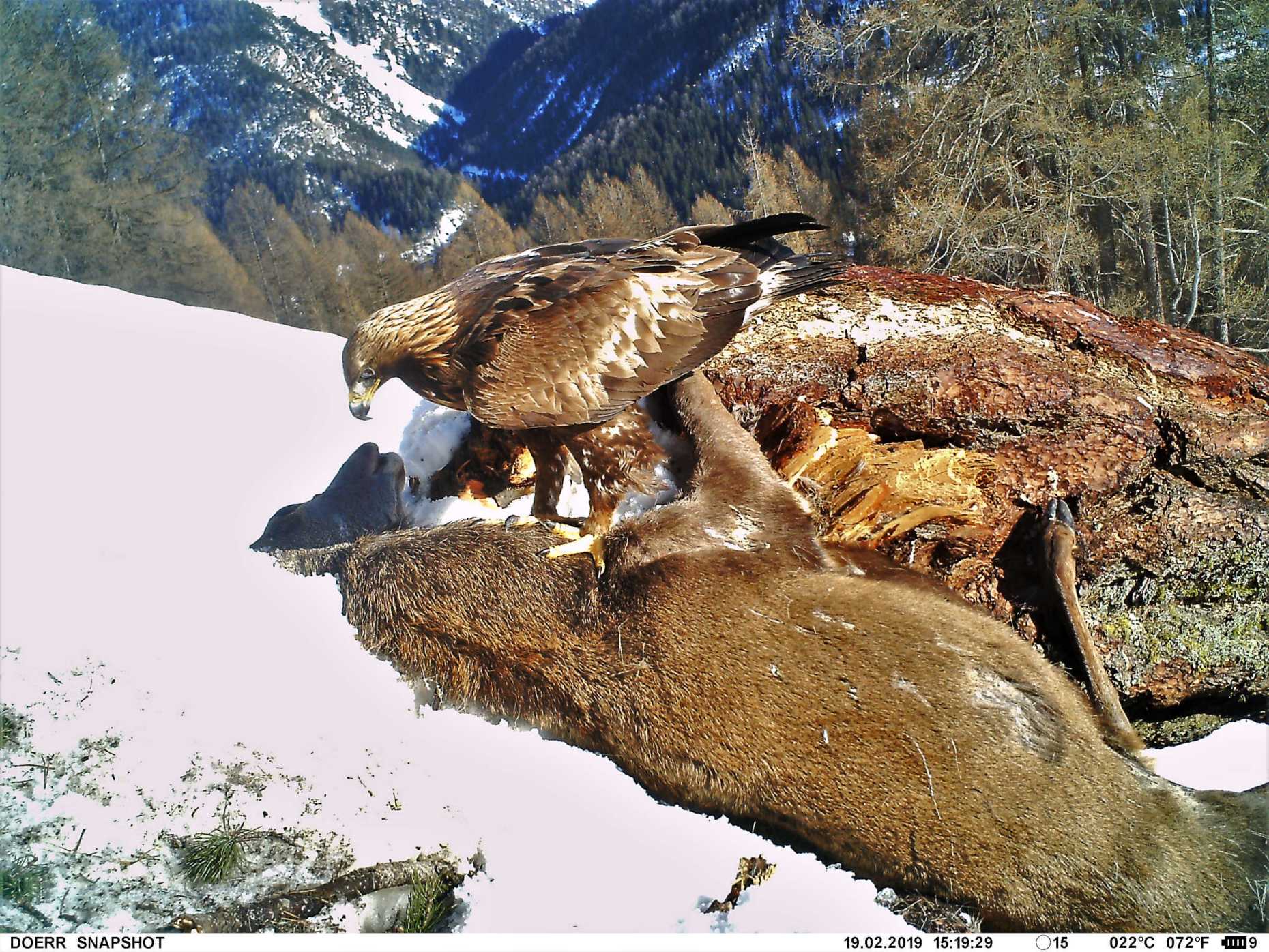 Enlarged view: Golden Eagle with prey